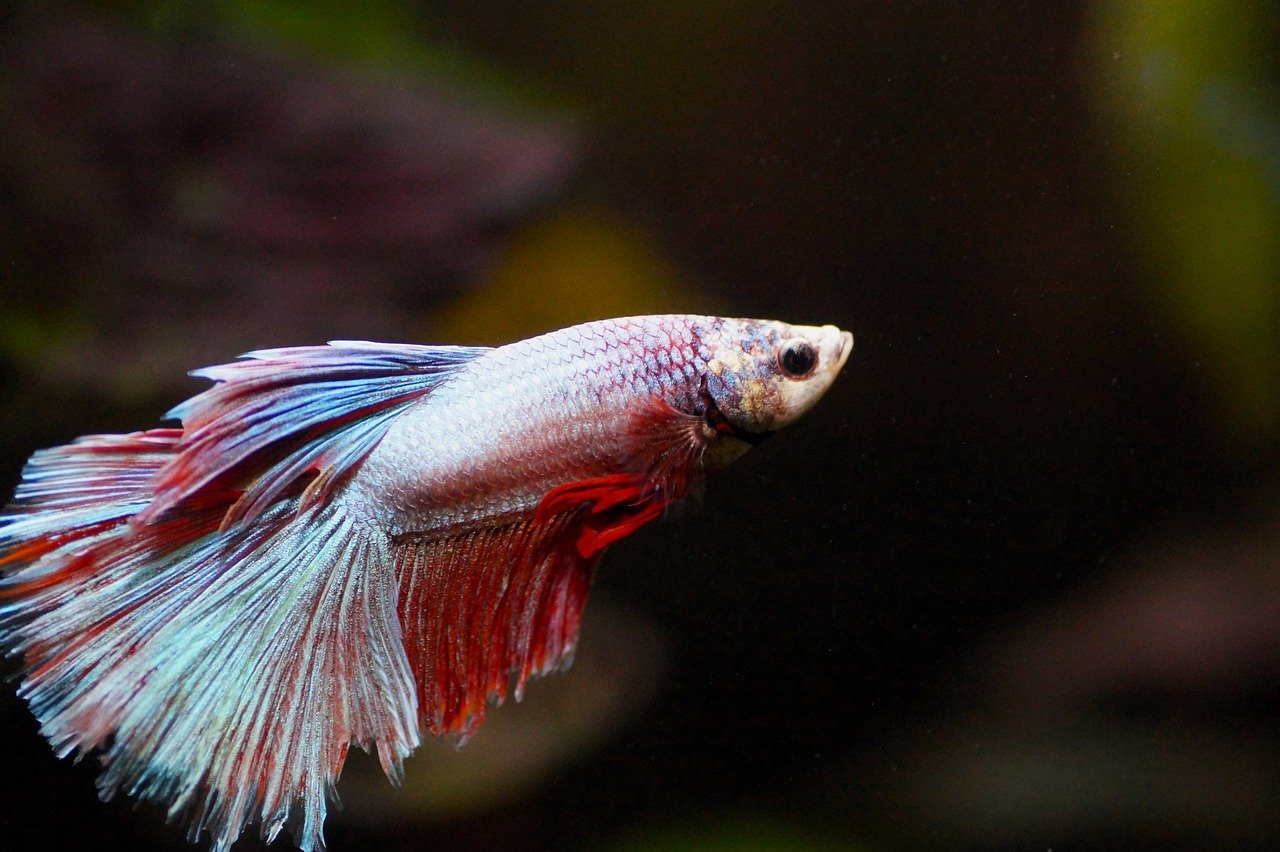 Conserving Freshwater Biodiversity: A Matter of Life and Sustainability